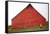 Male Runner Runs Along A Gravel Trail In Front Of Bright Red Barn In UI Arboretum In Moscow, Idaho-Ben Herndon-Framed Stretched Canvas