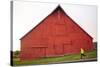 Male Runner Runs Along A Gravel Trail In Front Of Bright Red Barn In UI Arboretum In Moscow, Idaho-Ben Herndon-Stretched Canvas