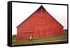 Male Runner Runs Along A Gravel Trail In Front Of Bright Red Barn In UI Arboretum In Moscow, Idaho-Ben Herndon-Framed Stretched Canvas