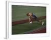 Male Runners Stetching before Competing in a Track Race-null-Framed Photographic Print