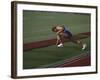 Male Runners Stetching before Competing in a Track Race-null-Framed Photographic Print