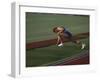 Male Runners Stetching before Competing in a Track Race-null-Framed Photographic Print