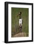 Male Saddlebilled Stork (Ephippiorhynchus Senegalensis), Kruger National Park, South Africa, Africa-James Hager-Framed Photographic Print