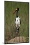 Male Saddlebilled Stork (Ephippiorhynchus Senegalensis), Kruger National Park, South Africa, Africa-James Hager-Mounted Photographic Print