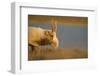 Male Saiga antelope in winter, Kalmykia, Russia-Valeriy Maleev-Framed Photographic Print