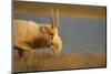 Male Saiga antelope in winter, Kalmykia, Russia-Valeriy Maleev-Mounted Photographic Print