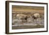 Male Saiga antelope rutting in winter, Kalmykia, Russia-Valeriy Maleev-Framed Photographic Print