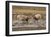 Male Saiga antelope rutting in winter, Kalmykia, Russia-Valeriy Maleev-Framed Photographic Print