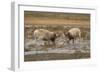 Male Saiga antelope rutting in winter, Kalmykia, Russia-Valeriy Maleev-Framed Photographic Print