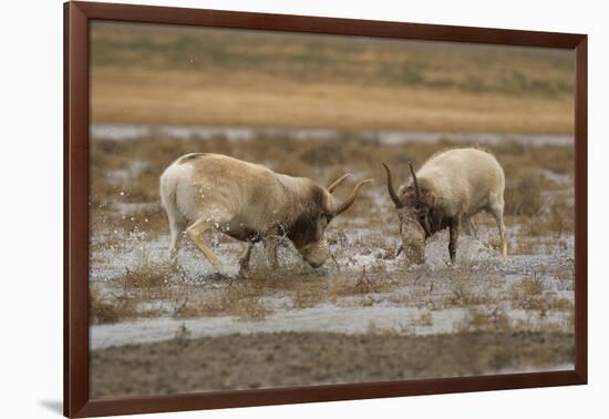 Male Saiga antelope rutting in winter, Kalmykia, Russia-Valeriy Maleev-Framed Photographic Print