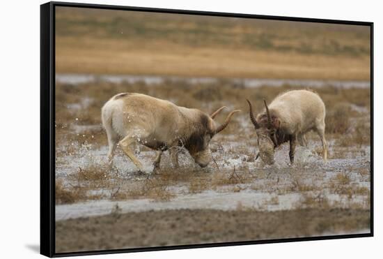 Male Saiga antelope rutting in winter, Kalmykia, Russia-Valeriy Maleev-Framed Stretched Canvas