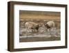 Male Saiga antelope rutting in winter, Kalmykia, Russia-Valeriy Maleev-Framed Photographic Print