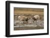 Male Saiga antelope rutting in winter, Kalmykia, Russia-Valeriy Maleev-Framed Photographic Print