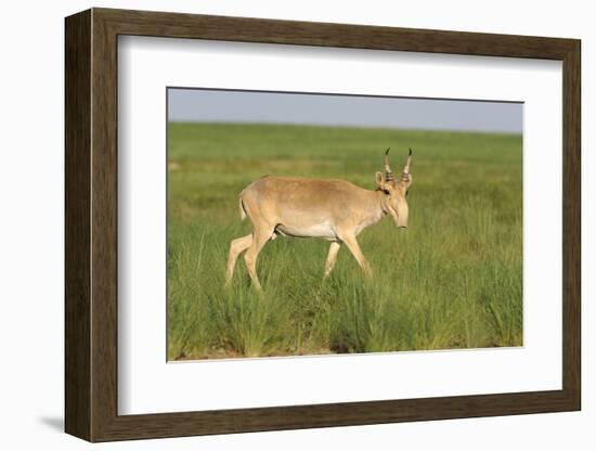 Male Saiga Antelope (Saiga Tatarica) In The Steppe Of Cherniye Zemly (Black Earth) Nature Reserve-Shpilenok-Framed Photographic Print