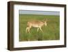 Male Saiga Antelope (Saiga Tatarica) In The Steppe Of Cherniye Zemly (Black Earth) Nature Reserve-Shpilenok-Framed Photographic Print