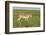 Male Saiga Antelope (Saiga Tatarica) In The Steppe Of Cherniye Zemly (Black Earth) Nature Reserve-Shpilenok-Framed Photographic Print