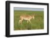 Male Saiga Antelope (Saiga Tatarica) In The Steppe Of Cherniye Zemly (Black Earth) Nature Reserve-Shpilenok-Framed Photographic Print