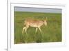 Male Saiga Antelope (Saiga Tatarica) In The Steppe Of Cherniye Zemly (Black Earth) Nature Reserve-Shpilenok-Framed Photographic Print