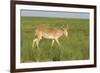 Male Saiga Antelope (Saiga Tatarica) In The Steppe Of Cherniye Zemly (Black Earth) Nature Reserve-Shpilenok-Framed Photographic Print