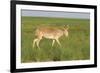 Male Saiga Antelope (Saiga Tatarica) In The Steppe Of Cherniye Zemly (Black Earth) Nature Reserve-Shpilenok-Framed Photographic Print