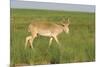 Male Saiga Antelope (Saiga Tatarica) In The Steppe Of Cherniye Zemly (Black Earth) Nature Reserve-Shpilenok-Mounted Photographic Print