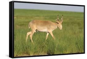 Male Saiga Antelope (Saiga Tatarica) In The Steppe Of Cherniye Zemly (Black Earth) Nature Reserve-Shpilenok-Framed Stretched Canvas