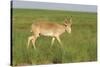 Male Saiga Antelope (Saiga Tatarica) In The Steppe Of Cherniye Zemly (Black Earth) Nature Reserve-Shpilenok-Stretched Canvas