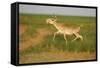 Male Saiga Antelope (Saiga Tatarica) Running, Cherniye Zemli (Black Earth) Nr, Kalmykia, Russia-Shpilenok-Framed Stretched Canvas
