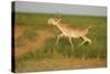 Male Saiga Antelope (Saiga Tatarica) Running, Cherniye Zemli (Black Earth) Nr, Kalmykia, Russia-Shpilenok-Stretched Canvas