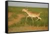 Male Saiga Antelope (Saiga Tatarica) Running, Cherniye Zemli (Black Earth) Nr, Kalmykia, Russia-Shpilenok-Framed Stretched Canvas