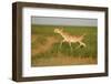 Male Saiga Antelope (Saiga Tatarica) Running, Cherniye Zemli (Black Earth) Nr, Kalmykia, Russia-Shpilenok-Framed Photographic Print