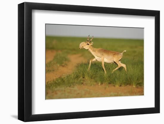 Male Saiga Antelope (Saiga Tatarica) Running, Cherniye Zemli (Black Earth) Nr, Kalmykia, Russia-Shpilenok-Framed Photographic Print