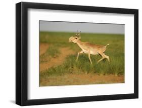 Male Saiga Antelope (Saiga Tatarica) Running, Cherniye Zemli (Black Earth) Nr, Kalmykia, Russia-Shpilenok-Framed Photographic Print