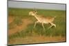 Male Saiga Antelope (Saiga Tatarica) Running, Cherniye Zemli (Black Earth) Nr, Kalmykia, Russia-Shpilenok-Mounted Photographic Print