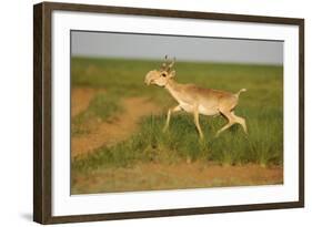 Male Saiga Antelope (Saiga Tatarica) Running, Cherniye Zemli (Black Earth) Nr, Kalmykia, Russia-Shpilenok-Framed Photographic Print