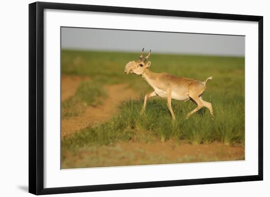 Male Saiga Antelope (Saiga Tatarica) Running, Cherniye Zemli (Black Earth) Nr, Kalmykia, Russia-Shpilenok-Framed Photographic Print