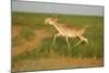 Male Saiga Antelope (Saiga Tatarica) Running, Cherniye Zemli (Black Earth) Nr, Kalmykia, Russia-Shpilenok-Mounted Photographic Print