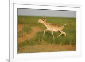 Male Saiga Antelope (Saiga Tatarica) Running, Cherniye Zemli (Black Earth) Nr, Kalmykia, Russia-Shpilenok-Framed Photographic Print