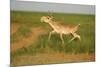 Male Saiga Antelope (Saiga Tatarica) Running, Cherniye Zemli (Black Earth) Nr, Kalmykia, Russia-Shpilenok-Mounted Photographic Print