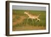 Male Saiga Antelope (Saiga Tatarica) Running, Cherniye Zemli (Black Earth) Nr, Kalmykia, Russia-Shpilenok-Framed Photographic Print