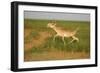 Male Saiga Antelope (Saiga Tatarica) Running, Cherniye Zemli (Black Earth) Nr, Kalmykia, Russia-Shpilenok-Framed Photographic Print