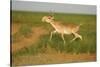 Male Saiga Antelope (Saiga Tatarica) Running, Cherniye Zemli (Black Earth) Nr, Kalmykia, Russia-Shpilenok-Stretched Canvas