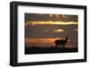 Male Saiga Antelope (Saiga Tatarica) Silhouetted, Cherniye Zemli (Black Earth) Nr, Kalmykia, Russia-Shpilenok-Framed Photographic Print