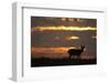 Male Saiga Antelope (Saiga Tatarica) Silhouetted, Cherniye Zemli (Black Earth) Nr, Kalmykia, Russia-Shpilenok-Framed Photographic Print