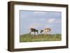 Male Saiga Antelopes (Saiga Tatarica) Cherniye Zemli Nature Reserve, Kalmykia, Russia, May-Shpilenok-Framed Photographic Print