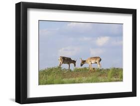 Male Saiga Antelopes (Saiga Tatarica) Cherniye Zemli Nature Reserve, Kalmykia, Russia, May-Shpilenok-Framed Photographic Print