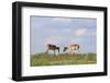 Male Saiga Antelopes (Saiga Tatarica) Cherniye Zemli Nature Reserve, Kalmykia, Russia, May-Shpilenok-Framed Photographic Print