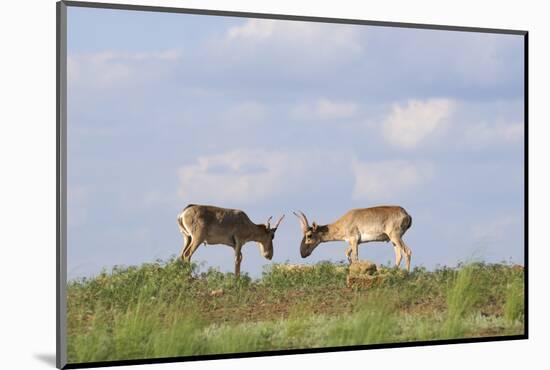 Male Saiga Antelopes (Saiga Tatarica) Cherniye Zemli Nature Reserve, Kalmykia, Russia, May-Shpilenok-Mounted Photographic Print