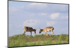 Male Saiga Antelopes (Saiga Tatarica) Cherniye Zemli Nature Reserve, Kalmykia, Russia, May-Shpilenok-Mounted Photographic Print
