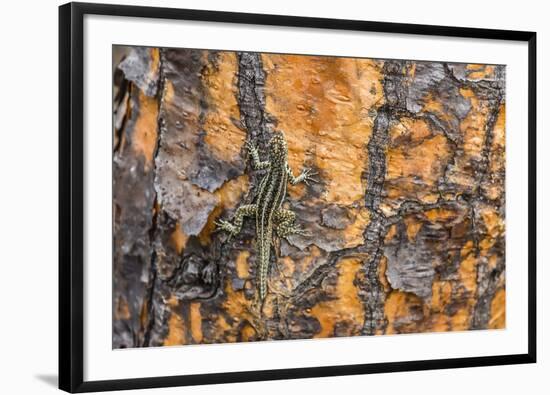 Male Santa Cruz Lava Lizard (Microlophus Indefatigabilis)-Michael Nolan-Framed Photographic Print